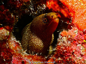 Golden Moray Eel by Stephen Hamedl 